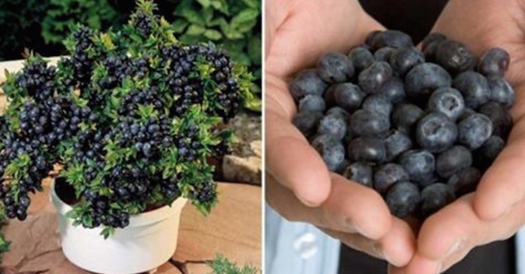 167 Best Blueberries Images In 2020 Fruit Garden Growing