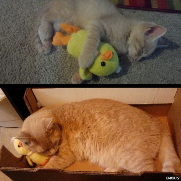 Flauschige Tiere Flauschige Tiere