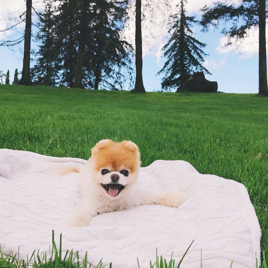 Pomeranian puppy for sale near Bismarck, North Dakota USA