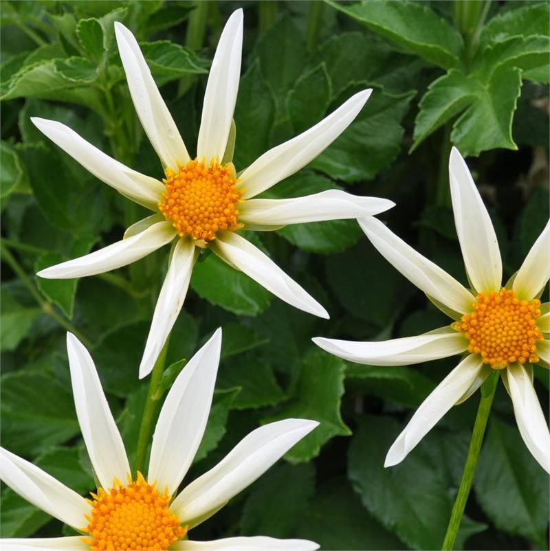 Dahlia Make A Wish White Gardens Amazing Flowers Swans Island Dahlia Make A Wish White Gardens Amazing Flowers Swans Island