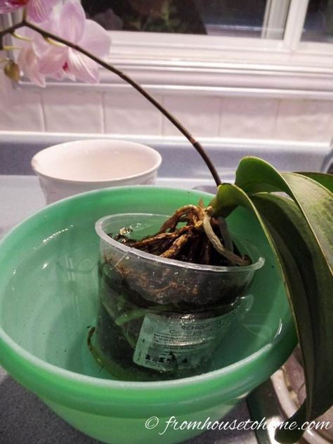 Orchids In Water, Indoor Orchids, Orchids Garden, Blue Orchids, Water Plants, Indoor Flowers, Flowers Garden, Exotic Flowers, Purple Flowers