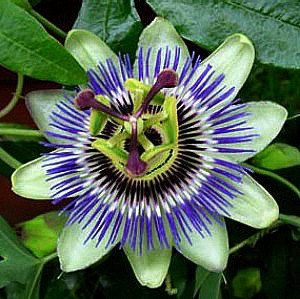 Passionflower Google Search In 2020 Passion Flower Blue Passion Flower Passion Flower Plant