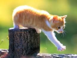 Resultats De Recherche D Images Pour Chat Roux Et Blanc Chatons Blancs Chaton Chat Roux Resultats De Recherche D Images Pour Chat Roux Et Blanc Chatons Blancs Chaton Chat Roux