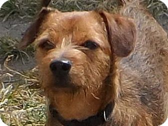 Federal Way Wa Border Terrier Dachshund Mix Meet Timmy