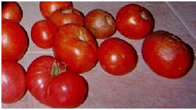 Tomatoes | Best pressure cooker, Electric pressure cooker reviews