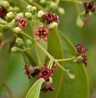 Santalum album Weißes Sandelholz 10 Samen Garten & Terrasse #immergrünesträucher Santalum album Weißes Sandelholz 10 Samen Garten & Terrasse #immergrünesträucher Santalum album Weißes Sandelholz 10 Samen Garten & Terrasse #immergrünesträucher Santalum album Weißes Sandelholz 10 Samen Garten & Terrasse #immergrünesträucher