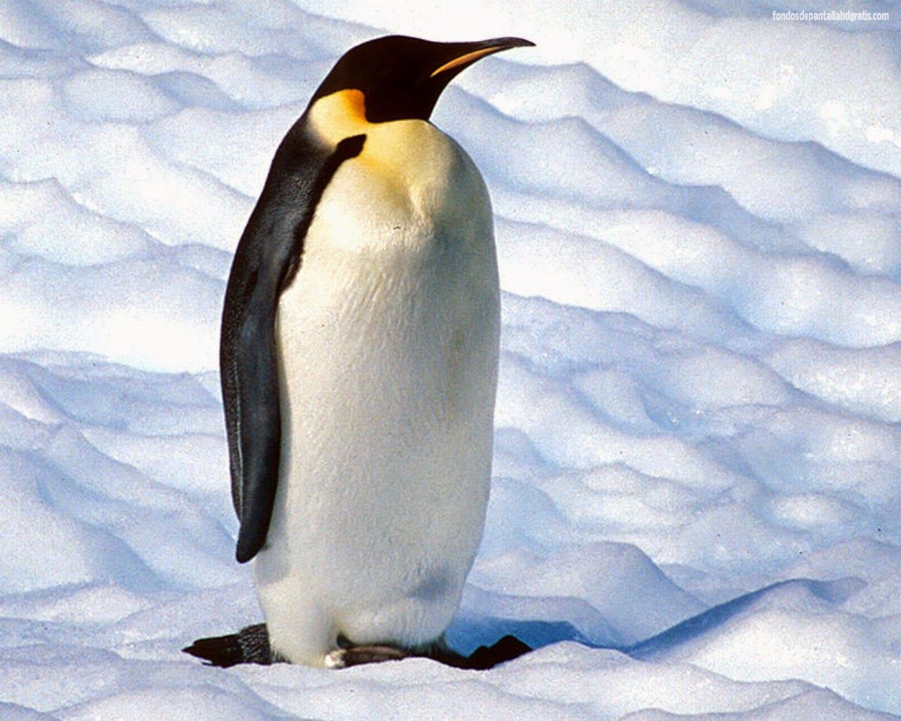 Pingüino Emperador Fotos De Pinguinos Pingüinos Pinguino Emperador
