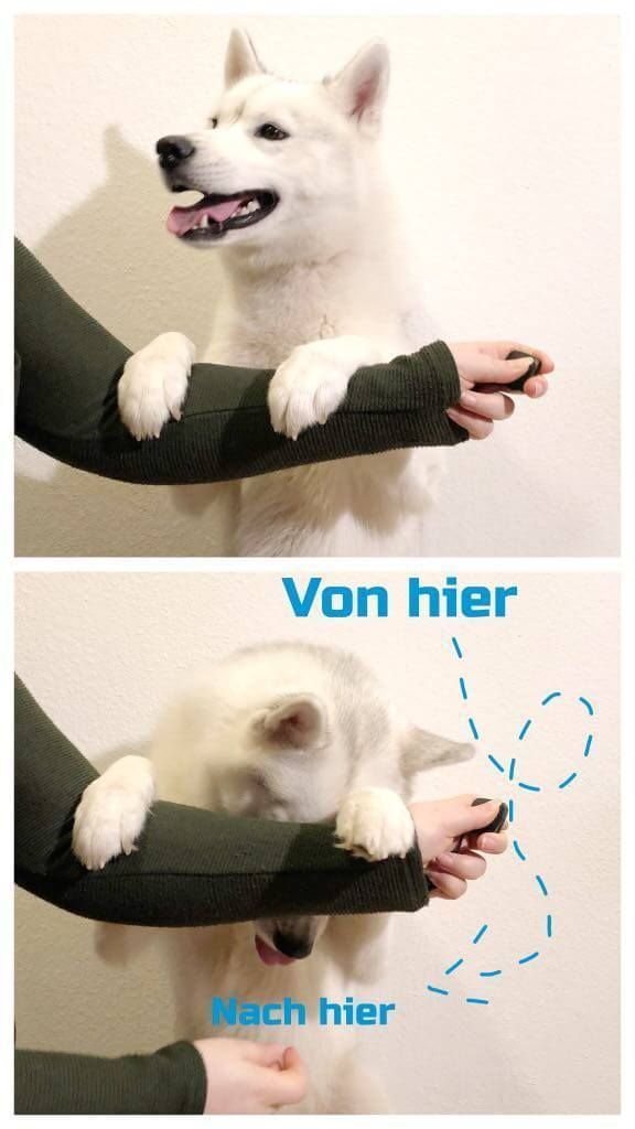 Gastbeitrag: 3 außergewöhnliche Hunde-Tricks für Anfänger #tricks #hund #hun...