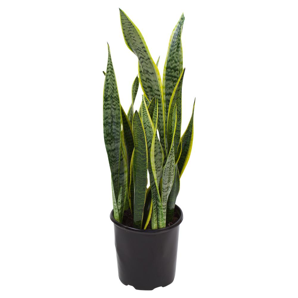 Where to place snake plant at home