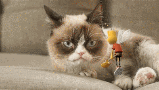 Via Giphy Cat Gifs Pinterest Cat Gif Cats And Grumpy Cat