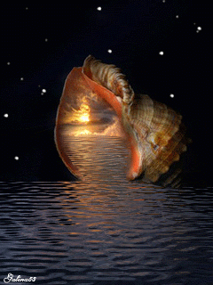 animated seashell