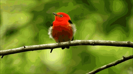 ❤ Uirapuru laranja.☆ Gif animado. | Bird art, Animals, Bird