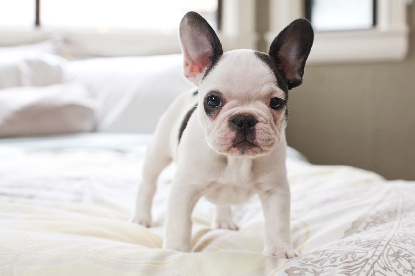 Baby Frenchie Baby Dogs Pets Animals