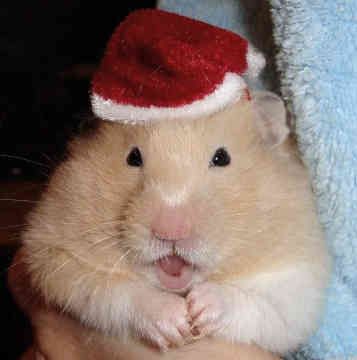 images Teddy Bear Benji Teddy Bear Cute Hamster 17 baby teddy bear hamsters ideas