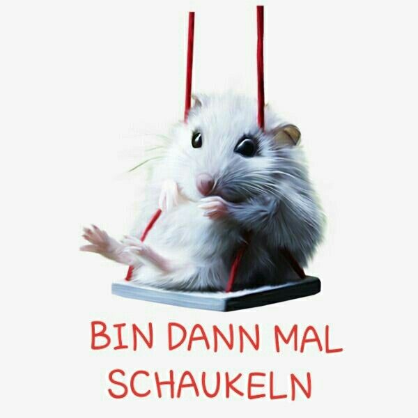 Pin von Martina Ney auf Katzen Lustige bilder, Lustig, Haha Pin von Martina Ney auf Katzen Lustige bilder, Lustig, Haha