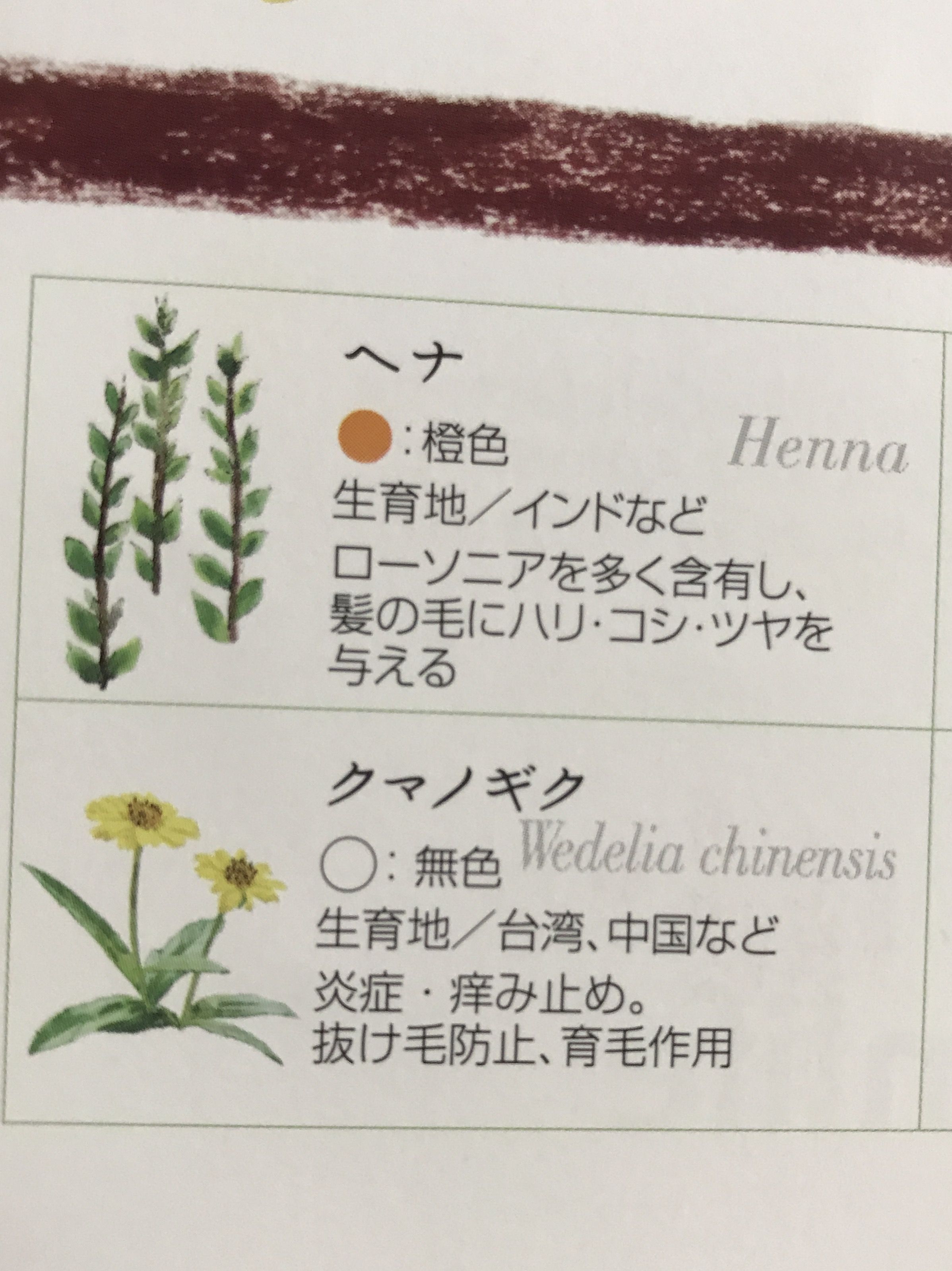 世界にはさまざまな用途に合わせて 無数のハーブ が存在しています ハーブトリートメント 木木と には 頭皮と髪の毛に必要な厳選されたハーブが配合されています そのハーブの中でも 今回は クマノギク を少しご紹介させていただきます 主に炎症を抑え解毒 世界にはさまざまな用途に合わせて 無数のハーブ が存在しています ハーブトリートメント 木木と には 頭皮と髪の毛に必要な厳選されたハーブが配合されています そのハーブの中でも 今回は クマノギク を少しご紹介させていただきます 主に炎症を抑え解毒