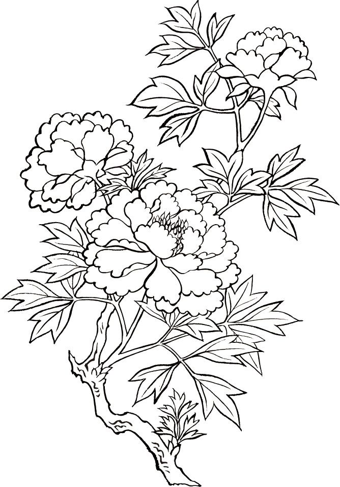 Peony Drawing Flower Drawing Flower Sketches Peony Drawing Flower Drawing Flower Sketches