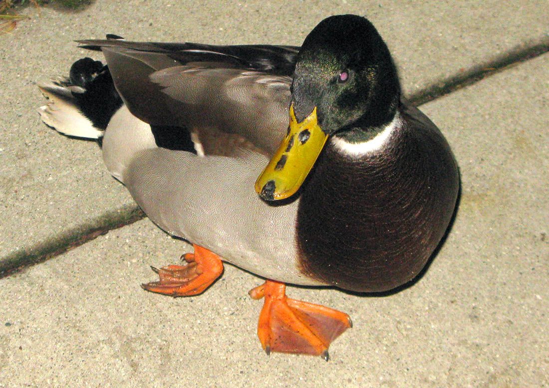 Willaby Has A Broken Hip His Right Leg Dangles And His Foot Is willaby-has-a-broken-hip-his-right-leg-dangles-and-his-foot-is
