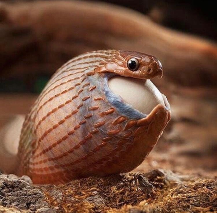Snake Photos, Egg Pictures, Taco Stand, Egg Photo, Cute Snake