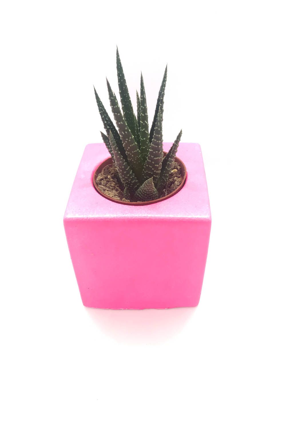 Neon Pembe Renk Kare Beton Saksida Haworthia Fascita Zebra Kaktus Bitkisi Zebra Kaktus Saksi