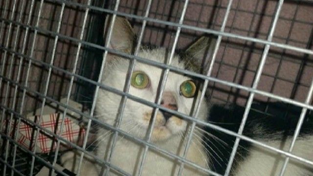 cat burned cage cat burned cage