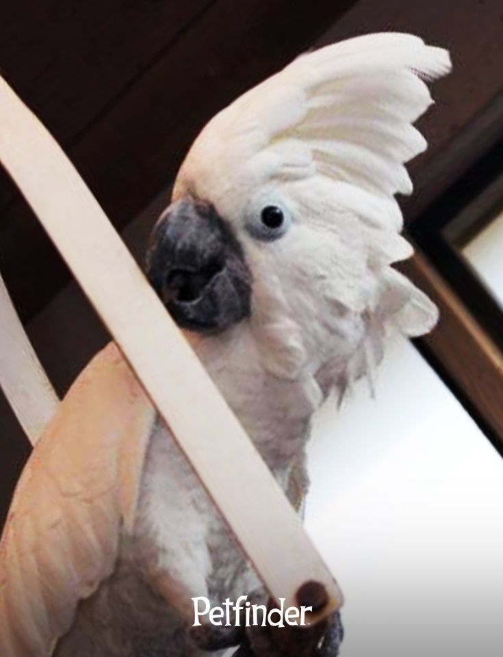 Household Items Dangerous To Pet Birds Petfinder Pet Birds Pet household-items-dangerous-to-pet-birds-petfinder-pet-birds-pet