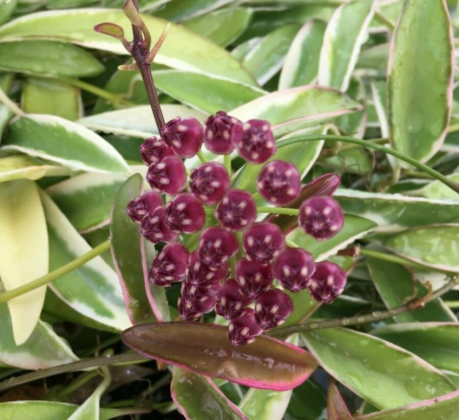 Hoya variegated wayetii
