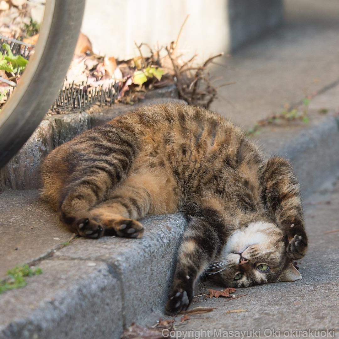 ちょいちょい Cat ねこ Silly Cats Pictures Cats Cat Breeds ちょいちょい Cat ねこ Silly Cats Pictures Cats Cat Breeds