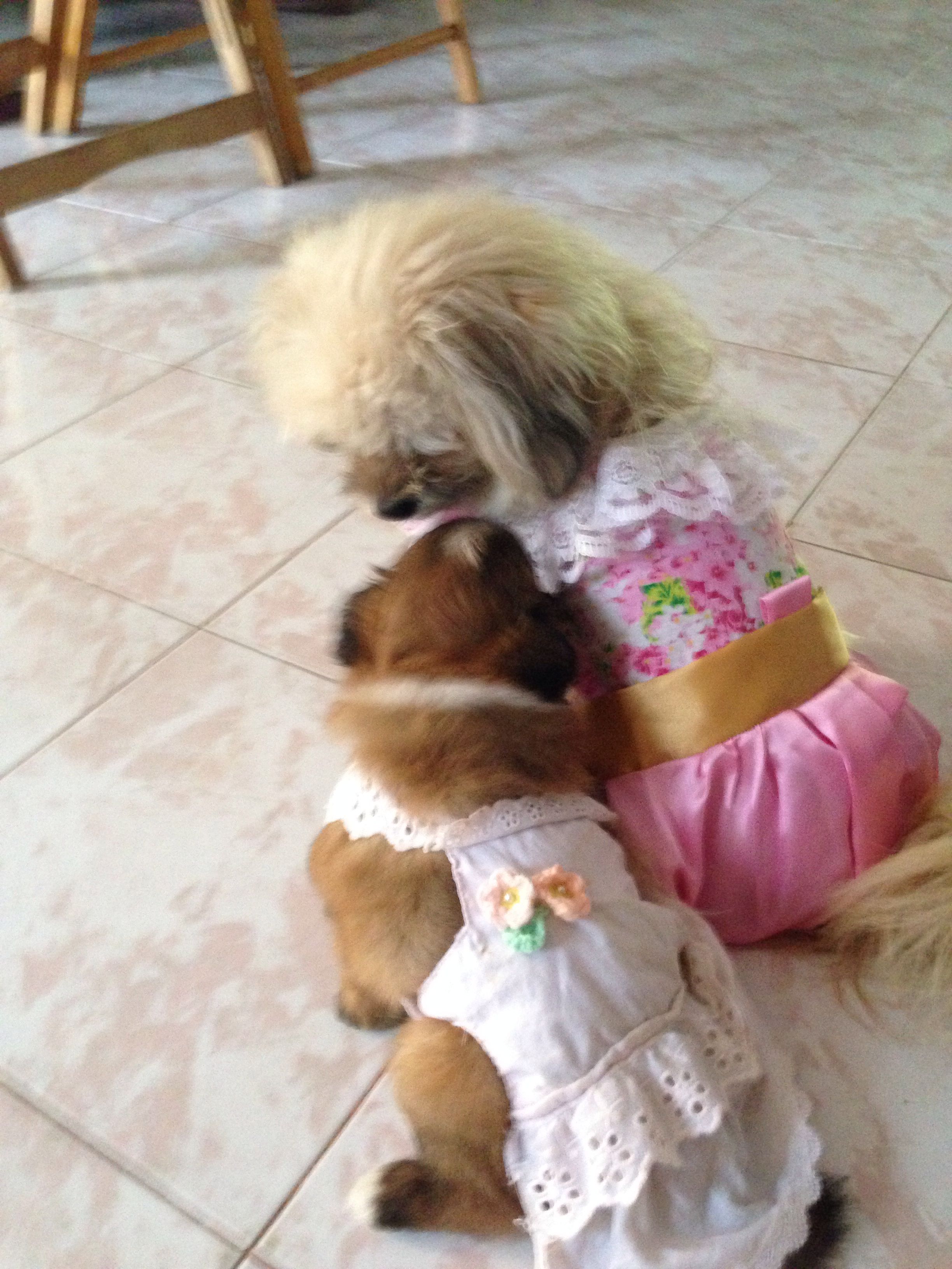 The Dog In Thai the-dog-in-thai