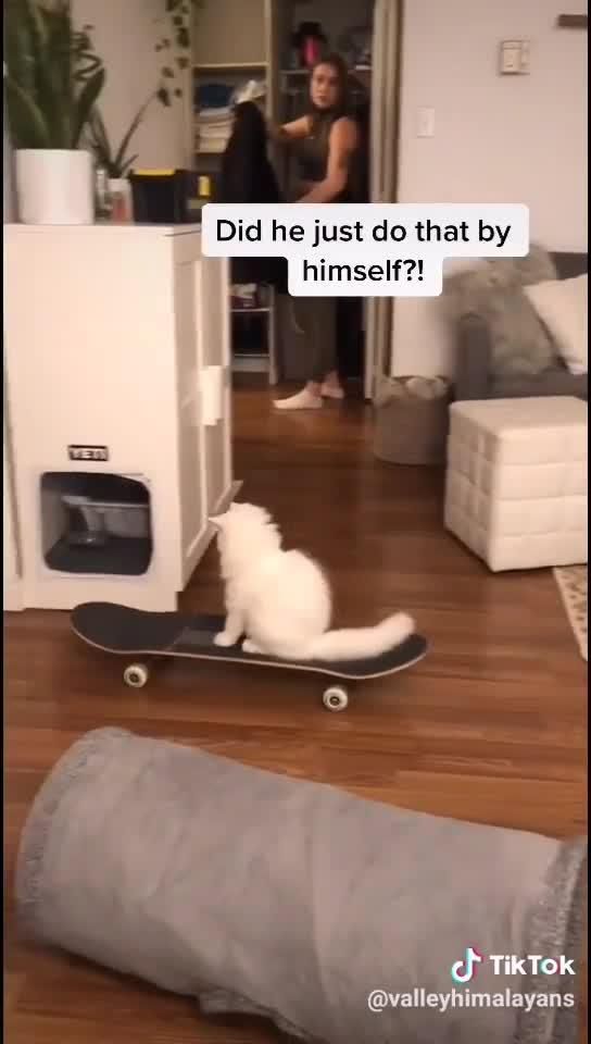 My cat likes to play with his skateboard 😅😂🥰 My cat likes to play with his skateboard 😅😂🥰