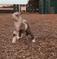Happy Dancing GIF - Happy Dancing Goat - Discover & Share GIFs | Goats funny, Happy goat, Goats