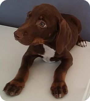 Stockton Ca Doberman Pinscher Labrador Retriever Mix Meet Clark A Puppy For Adoption Puppy Adoption Doberman Pinscher Kitten Adoption