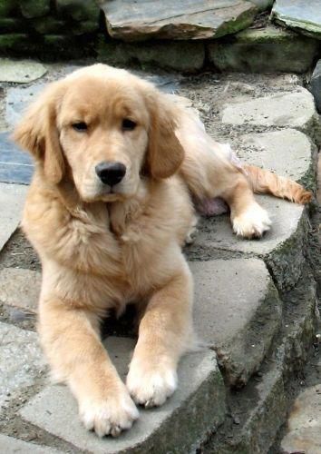 Find Out More On The Friendly Golden Retriever Size