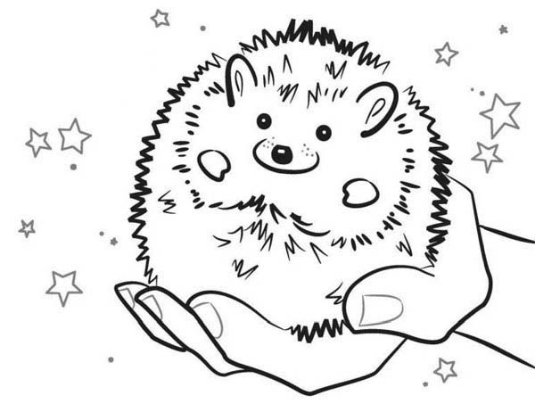 Baby Hedgehog Smiling Colouring Pages Coloring pages Baby hedgehog