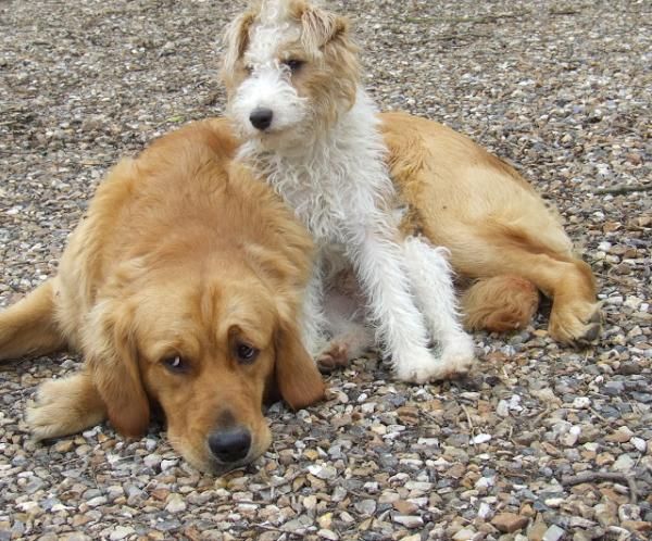 Gibson And Ghetto Get Back Together My French Country Home My French Country Home Fox Terrier Dog Breath