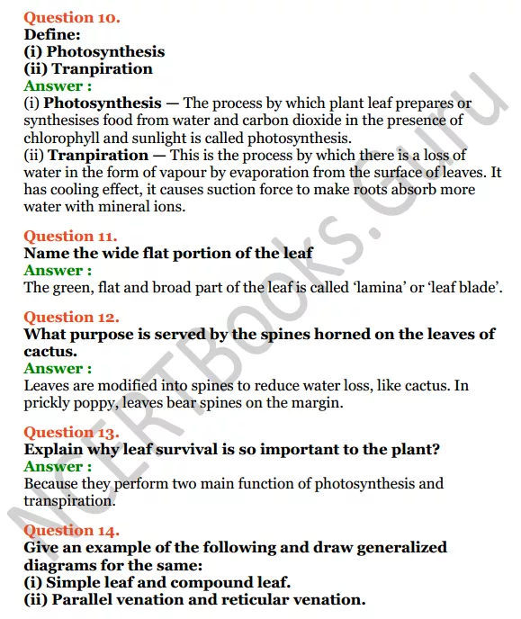 Selina Concise Biology Class 6 ICSE Solutions Chapter 1 The Leaf