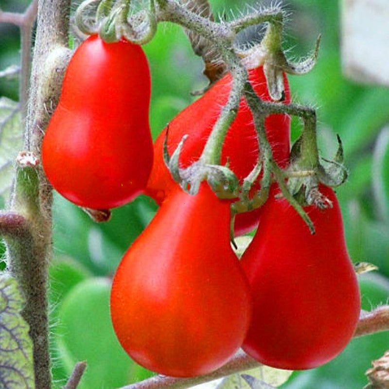 The Red Pear is a small cherry tomato with a sweet and tangy flavour that produces uniform, crack-resistant fruit. They have a firm texture and a teardrop shape with translucent inner flesh. The Red Pear is an indeterminate, or climbing, variety because it is a large, prolific vining plant that will continue to produce clusters of one-inch fruit throughout the seas. Zinnia Elegans, Red Pear, Zinnias, Cherry Tomatoes, Flavors, Fruit, Plants, Seas, Climbing