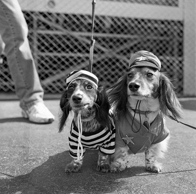 Cops And Robbers Dachshunds Baby Dogs Dachshund Cute Animals