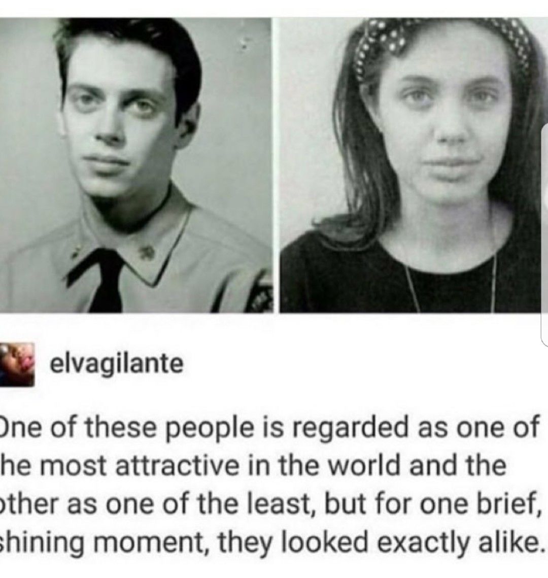 Steve buscemi and Angelina jolie | Tumblr funny, Funny memes, Really funny