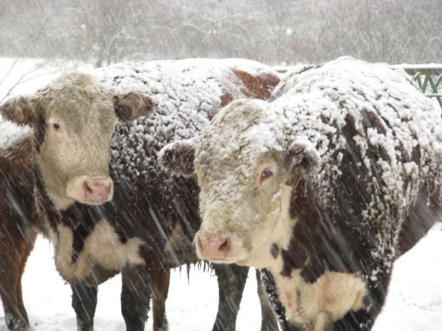 How To Write A Cattle Farm Business Plan Effectively Dexter Cattle Cattle Farming Cattle Ranching