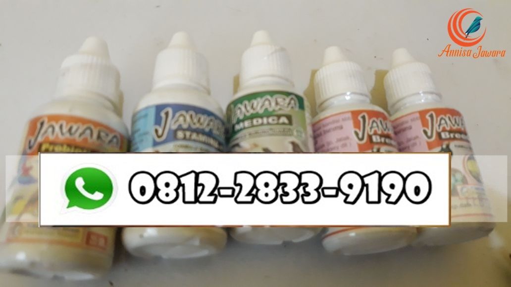 Limited O812 2833 919o Agen Obat Burung Biar Cepat Bunyi Jual Obat Burung Harga Obat Burung Burung Penjualan Burung Elang