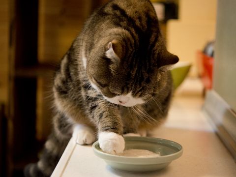 Maru おしゃれまとめの人気アイデア Pinterest Si Li 猫 ペット 動物 Maru おしゃれまとめの人気アイデア Pinterest Si Li 猫 ペット 動物