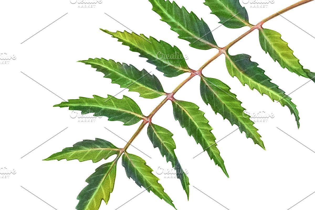 Neem Color Pencil Illustration Color pencil illustration Pencil
