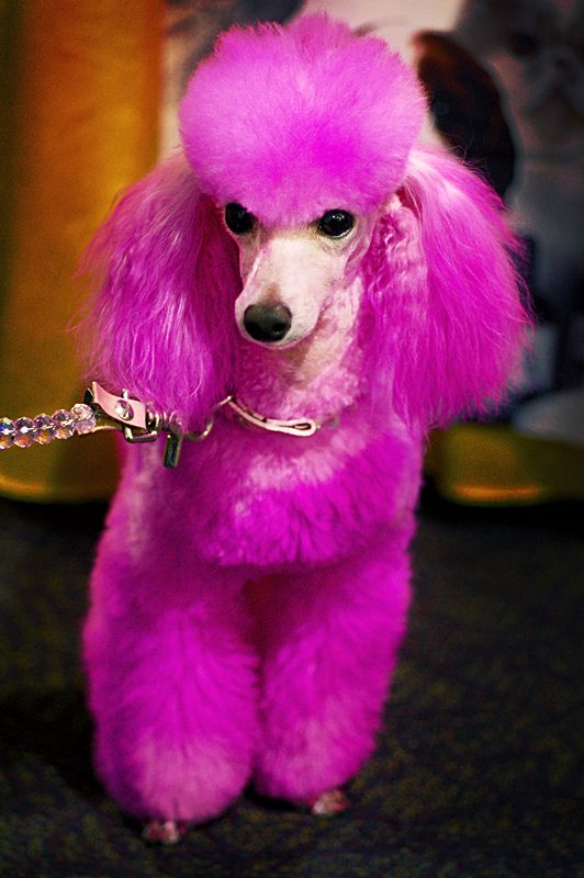 Professional Pet Grooming Supplies Opawz Com Pink Poodle Pink