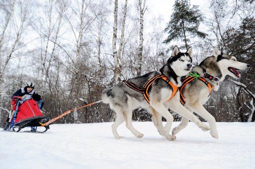 Pin By Taylor Leora Mcknight On Animals N Pets Dog Sledding