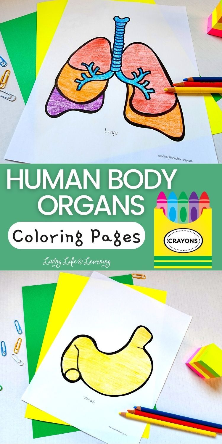 Human Body Organs Printable Coloring Pages | Human body organs, Human