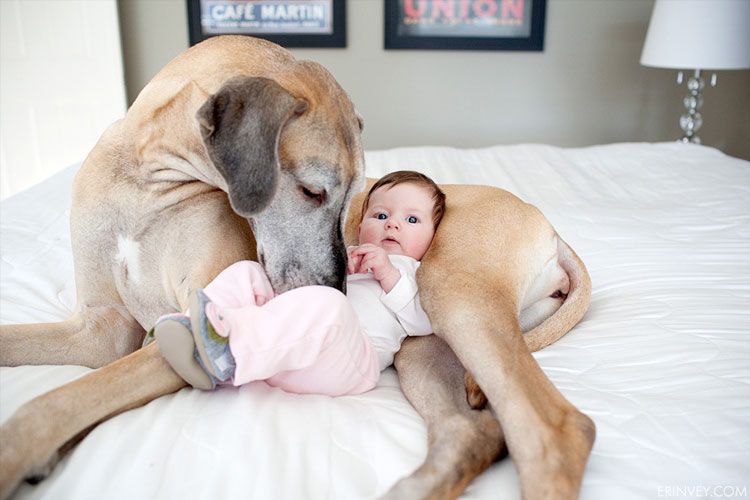 Great Dane And Baby Snuggle Baby Dogs Giant Dogs Big Dogs