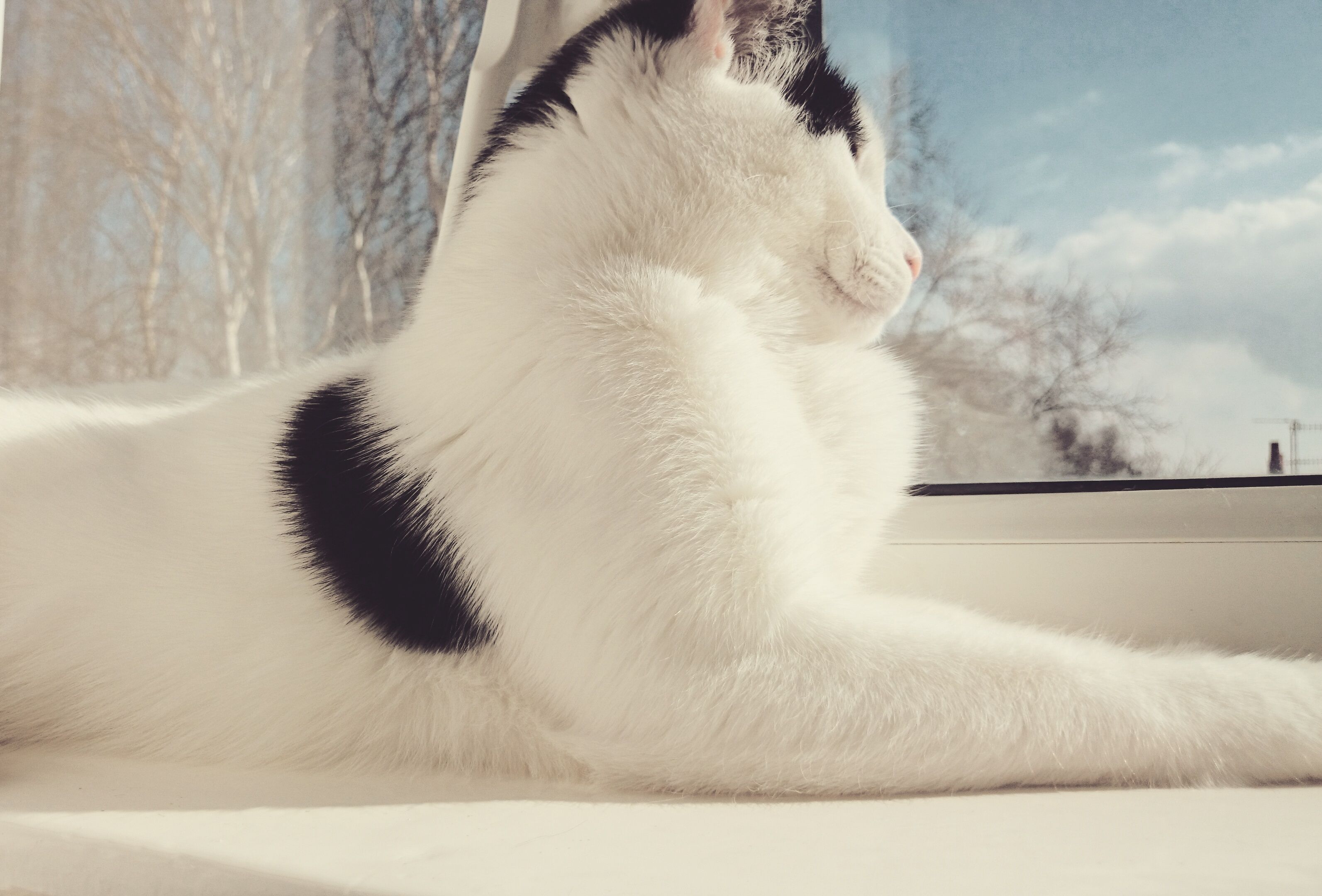 Pin by Pawshake UK on Pawshake UK Cats Cats, Robin, Animals