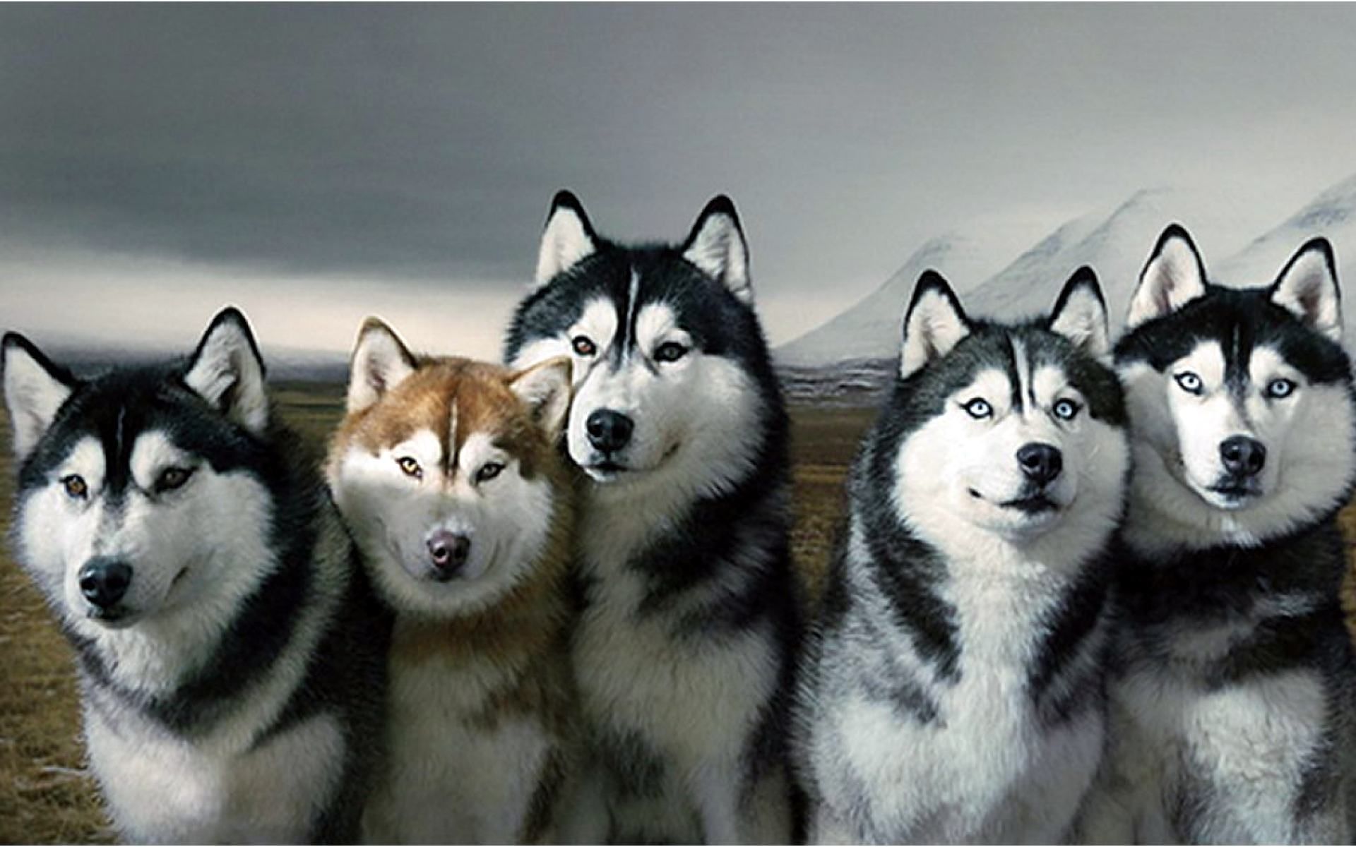 Siberian Huskies Are Loving Gentle Playful Happy Go Lucky Dogs