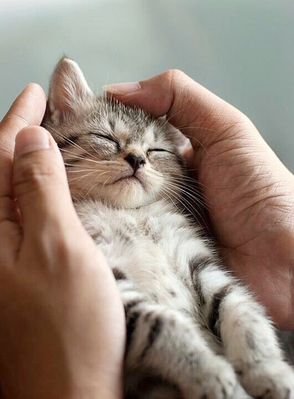 My Kitty Sleeping Where It Fits Cute Kittens, Kittens And Puppies, Kittens Playing, Pretty Cats, Beautiful Cats, Animals Beautiful, Lovely, Gorgeous, Gatos Cats